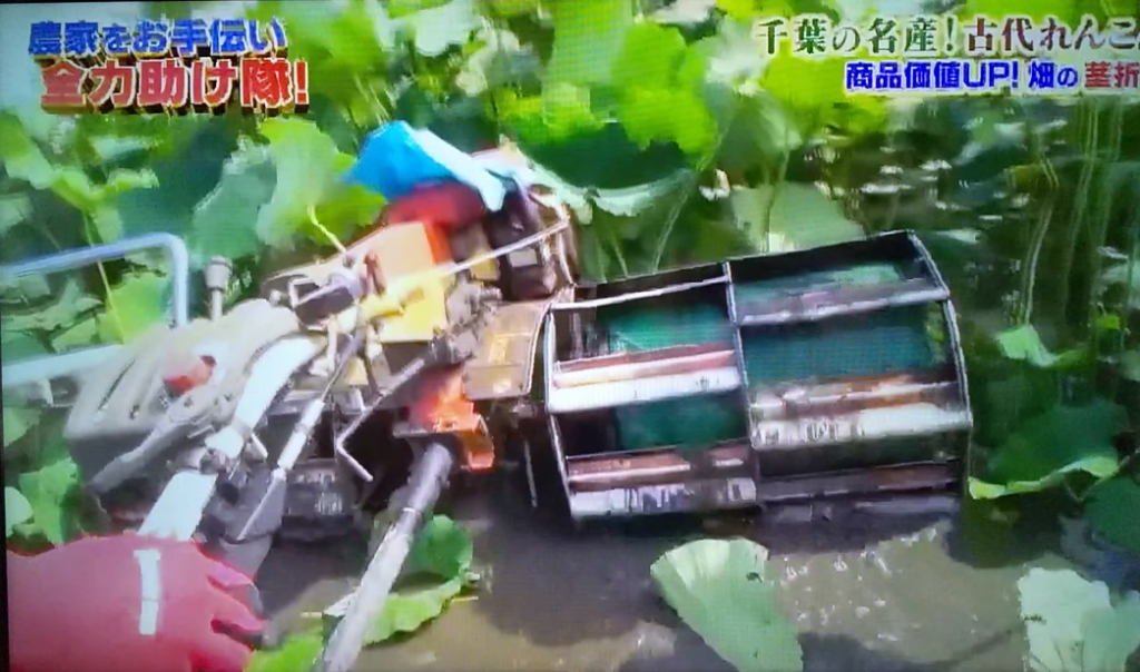 公式 古代れんこん 有坂農場